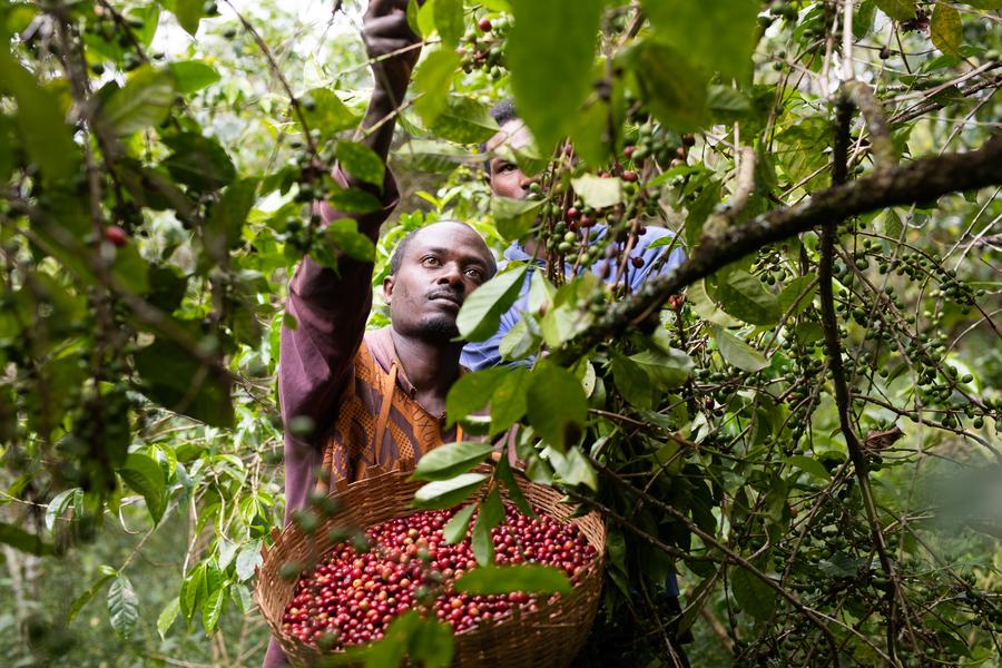 Gedebe (Natural) - Ethiopia