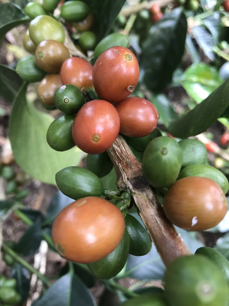 Kopi kacang