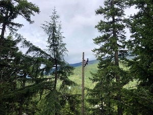 VERTIGO TREES