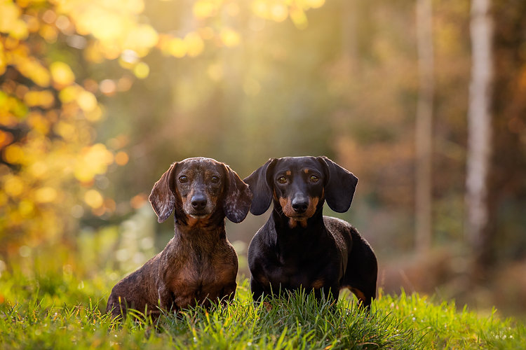 Alexandra Robins Pet Photographer