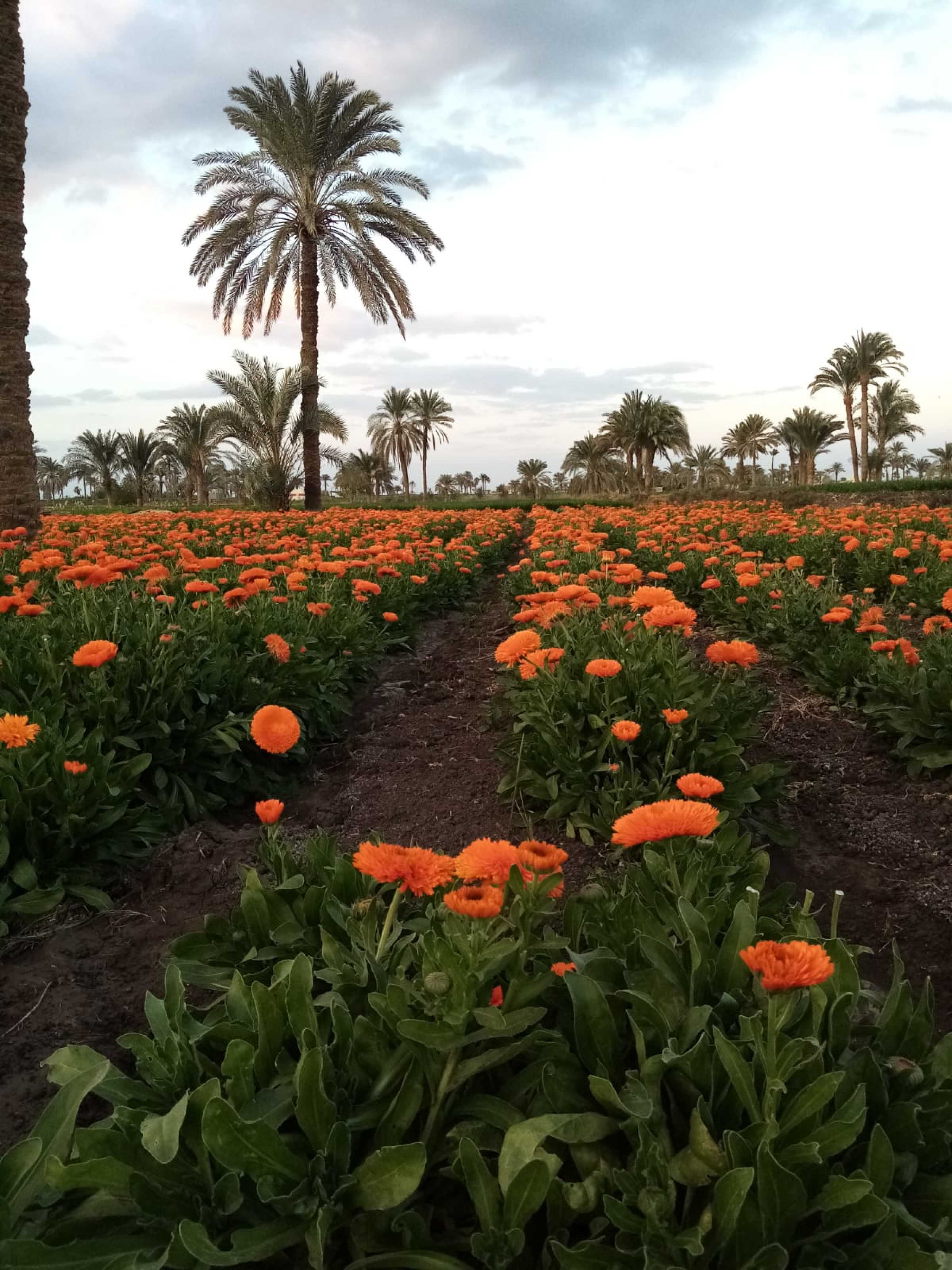 Calendula