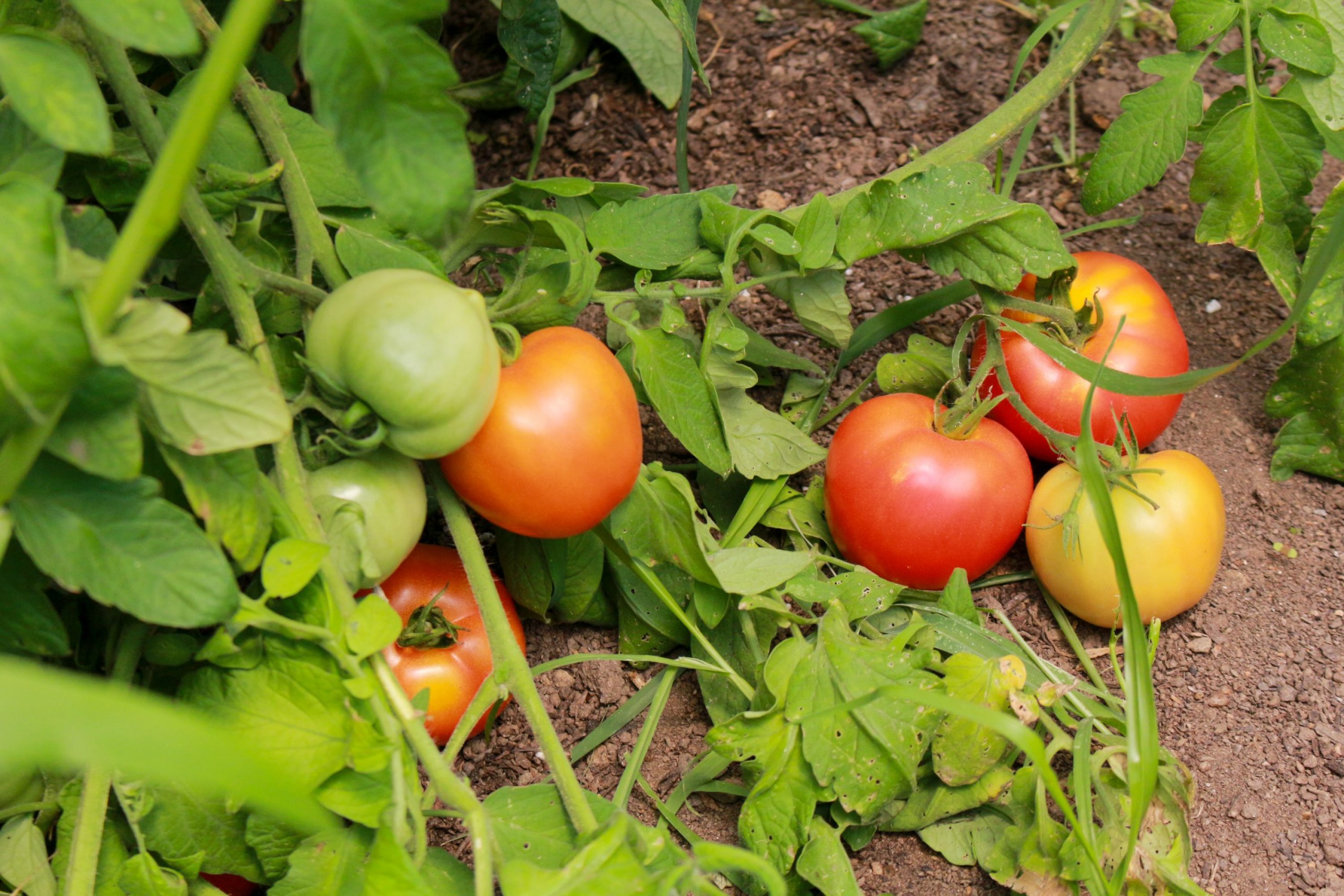 Toplantı hizmetleri