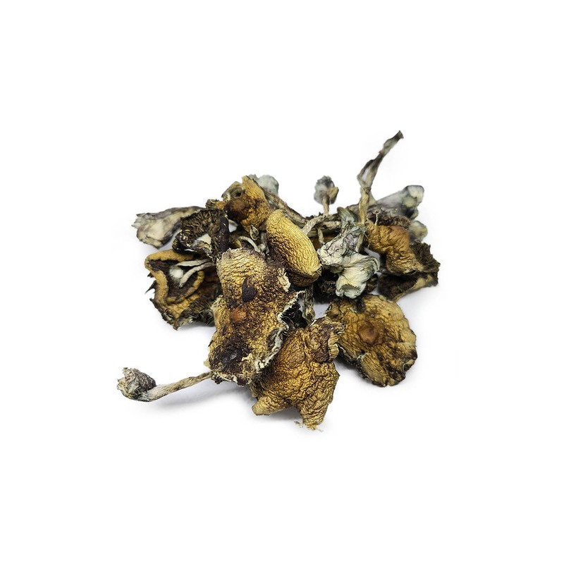 psilocybe azurescens dried