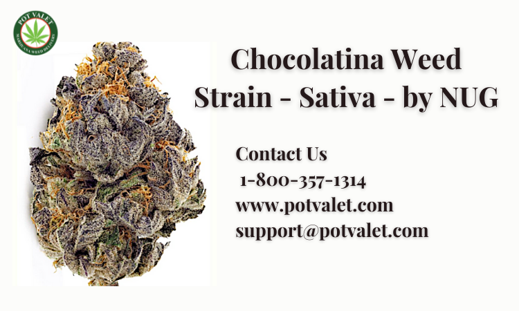 Chocolatina Weed Strain - Sativa - by NUG