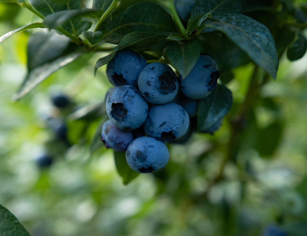 Buy Blueray Blueberry Plants