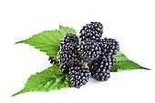 Buy Osage Thornless Blackberry