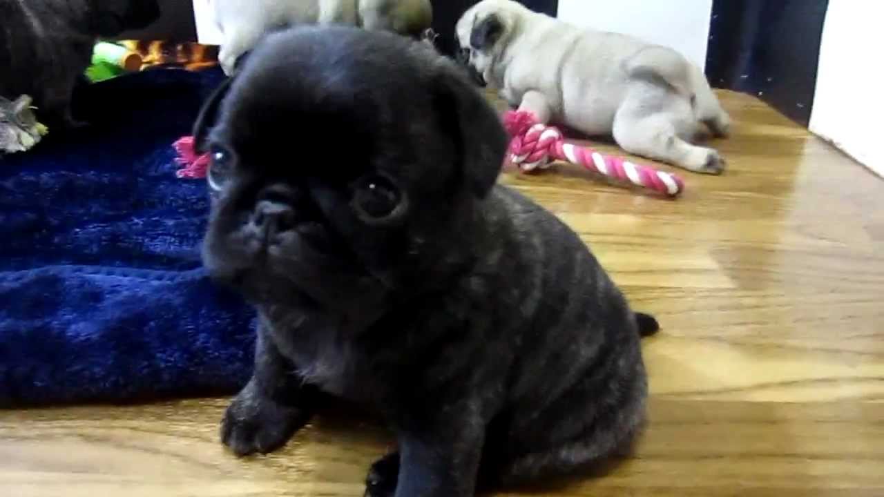 Pug Puppies for sale 