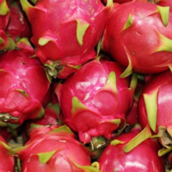 FREEZE DRIED DRAGON FRUIT BULK & WHOLESALE